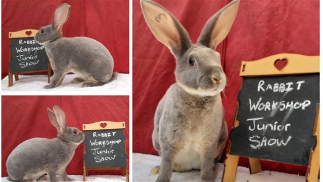 Part 2: Start small when farming with rabbits | News Article