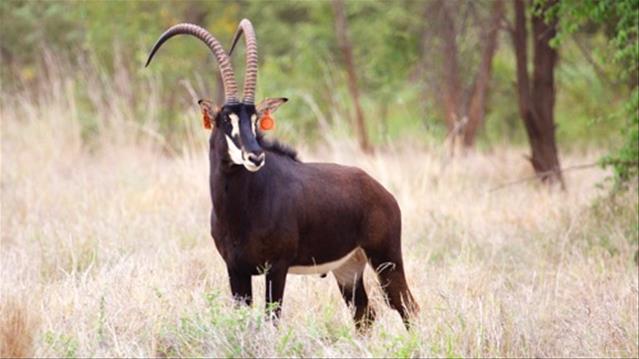 Dis lekker om elke dag in die natuur te wees, sê wildboer | News Article