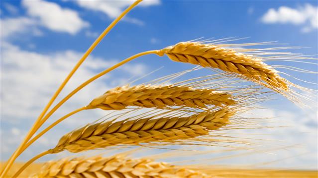 Agri-Uur: Jongste Safex-nuus | News Article