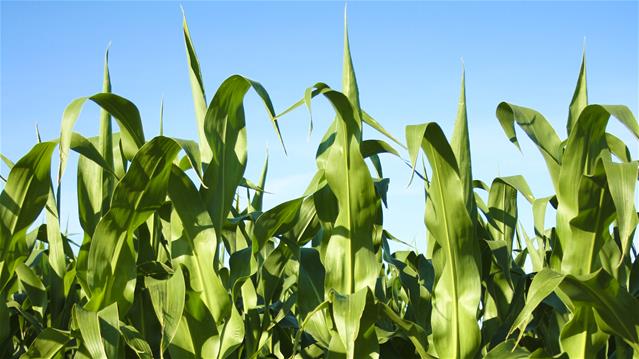 Agri-Uur: Jongste Safex-nuus | News Article
