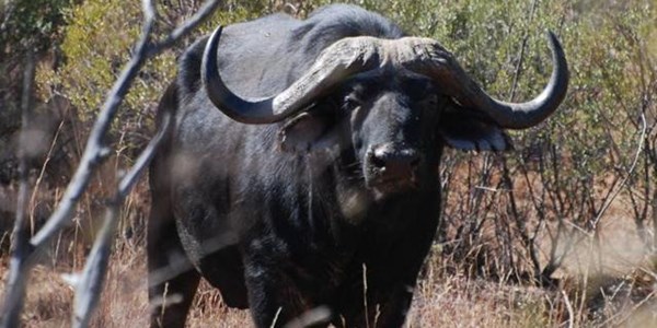 #Covid19: Ondersteun wildsplase #Covid19: Ondersteun wildsplase | News Article