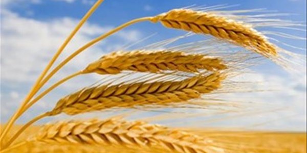 Agri-Uur: Jongste Safex-nuus Agri-Uur: Jongste Safex-nuus | News Article