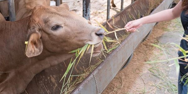 #OFMBusinessHour: Collaboration needed to open up SA beef to new and more profitable markets #OFMBusinessHour: Collaboration needed to open up SA beef to new and more profitable markets | News Article