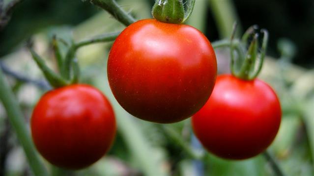 Agri podcast: Tomato prices are falling  | News Article