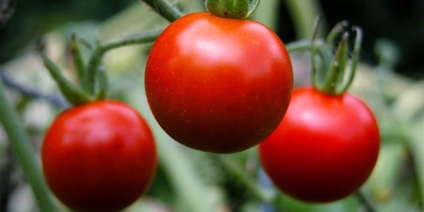 Agri podcast: Tomato prices are falling  | News Article