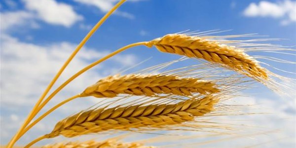Agri-Uur: Jongste Safex-nuus Agri-Uur: Jongste Safex-nuus | News Article