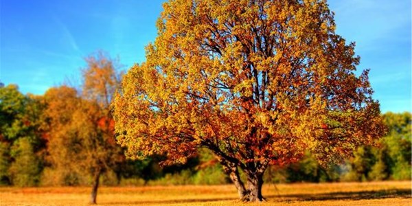 Pollen report for 30 April - 6 May 2021 Pollen report for 30 April - 6 May 2021 | News Article
