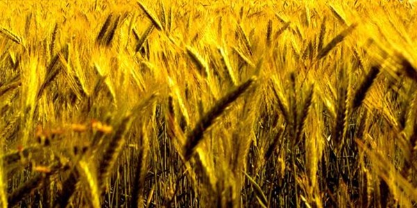 Agri-Uur: Jongste Safex-nuus Agri-Uur: Jongste Safex-nuus | News Article