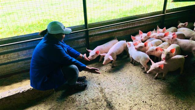 How to start a piggery - advice from a young farmer | OFM