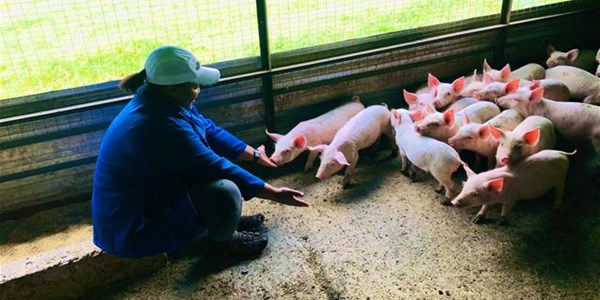 How to start a piggery - advice from a young farmer | News Article