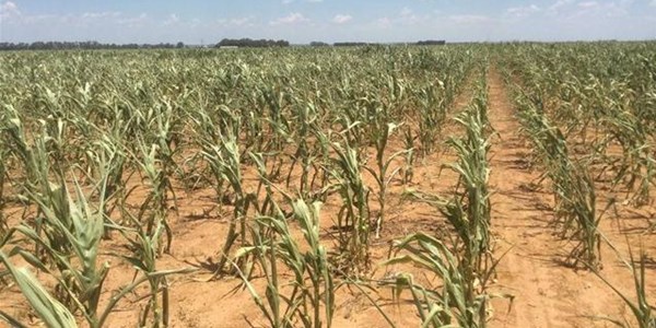 Agri-Uur: Jongste Safex-nuus Agri-Uur: Jongste Safex-nuus | News Article