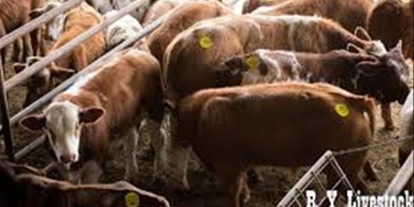 Lewendehawe pryse kan binnekort stabiliseer Lewendehawe pryse kan binnekort stabiliseer | News Article