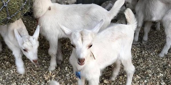 Egpaar bobaas met bokkaas Egpaar bobaas met bokkaas | News Article