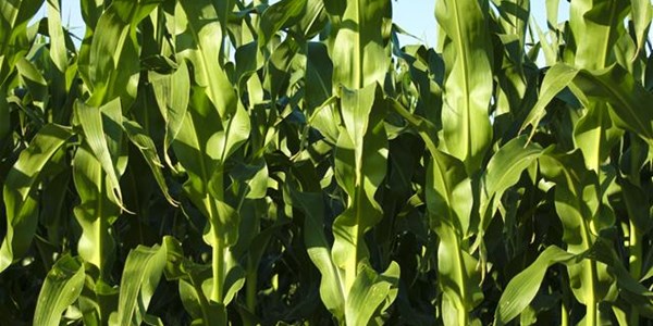 Agri-Uur: Jongste Safex-nuus Agri-Uur: Jongste Safex-nuus | News Article