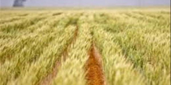 Agri-Uur: Jongste Safex-nuus Agri-Uur: Jongste Safex-nuus | News Article