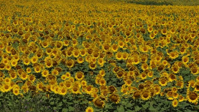 #Agbiz: What major agricultural forecasters say about global grains and oilseeds season | News Article