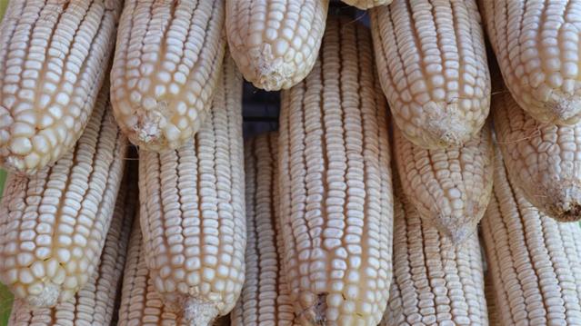 Agri-Uur: Jongste Safex-nuus | News Article
