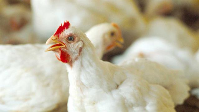 Landbounuus-podcast: Pluimveevereniging het plan vir voëlgriep | News Article
