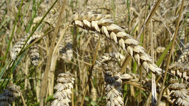 Agri-Uur: Jongste Safex-nuus | News Article