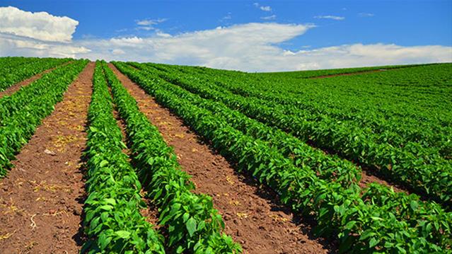 Agri-Uur: Jongste Safex-nuus | News Article