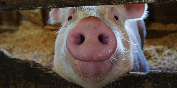 A look into SA’s pork industry A look into SA’s pork industry | News Article