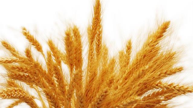 Sensako en Syngenta samesmelting bring opwindende geleenthede | News Article