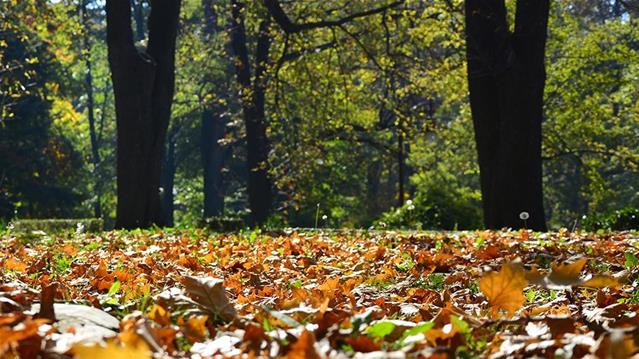 Pollen report for 14 - 20 May 2021 | News Article