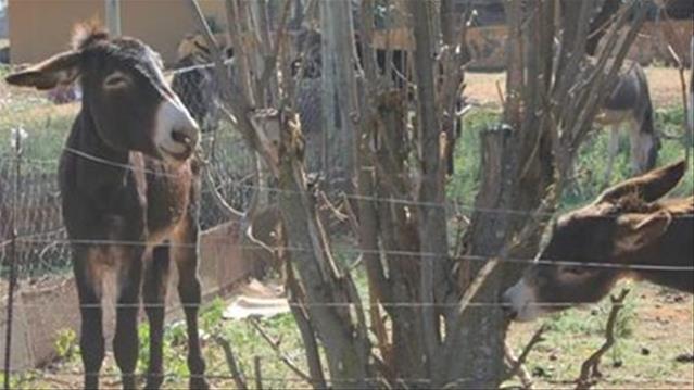 DBV in Bfn wil misbruik van donkies bekamp | News Article