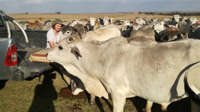 ‘Vandag boer ek met die koning van kruisteling’ - sê Brahman-boer | News Article
