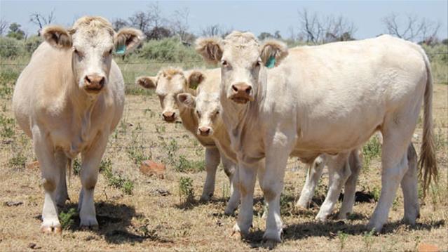 Kursus oor hoe om stres by herkouers te voorkom | News Article