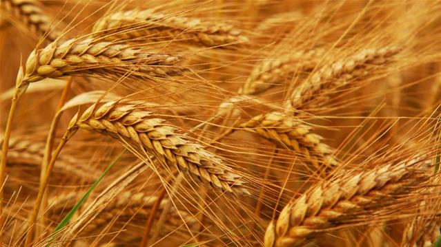 Agri-Uur: Jongste Safex-nuus | News Article