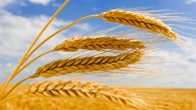 Agri-Uur: Jongste Safex-nuus | News Article