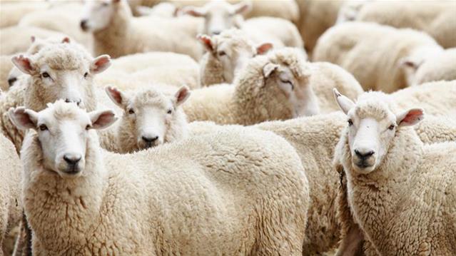 7000 skape sonder weiding ná Boshof-brand | News Article