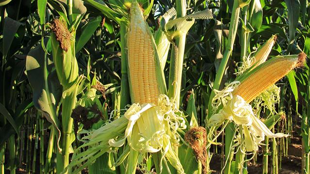 #Agbiz: Will Zimbabwe’s decision to ban maize imports affect SA’s maize market? | News Article