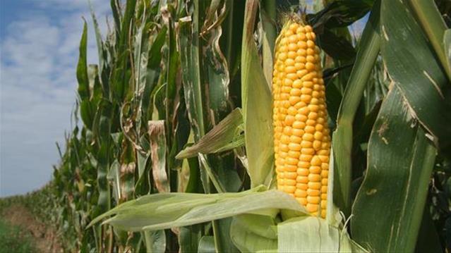 Agri-Uur: Jongste Safex-nuus | News Article
