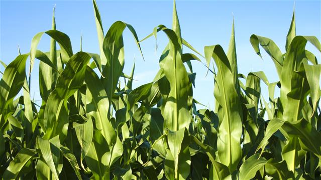 Agri-Uur: Jongste Safex-nuus | News Article