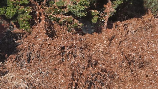 Landbounuus-podcast: Wes-Kaapse boere vrees sprinkaanplae | News Article