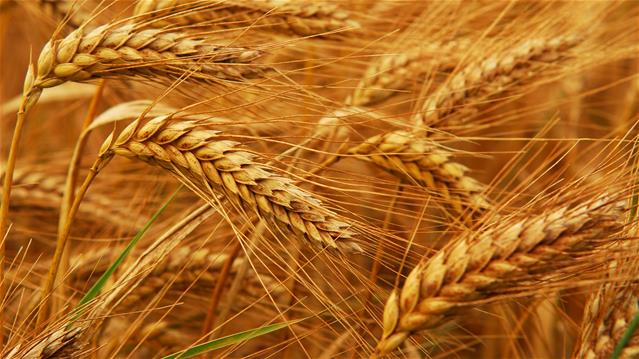 Agri-Uur: Jongste Safex-nuus | News Article