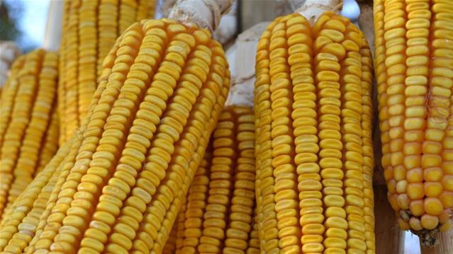Agri-Uur: Jongste Safex-nuus | News Article