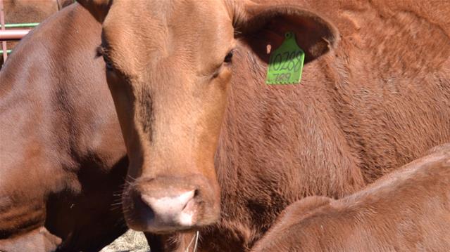 Landbounuus-podcast: Uitbreking van bek-en-klouseer in KZN aangemeld | News Article