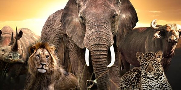 Panel recommends to do away with captive lion industry in SA Panel recommends to do away with captive lion industry in SA | News Article