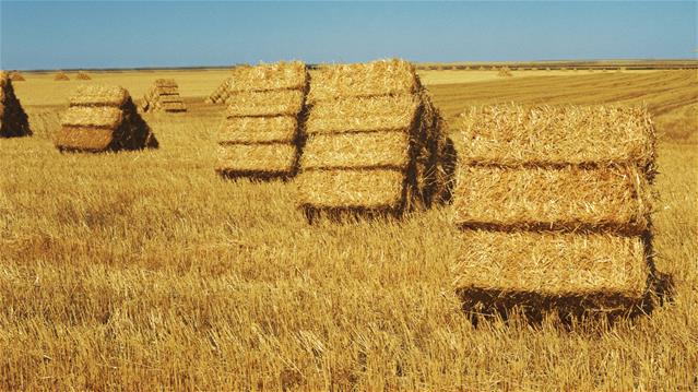 Agri-Uur: Jongste Safex-nuus | News Article
