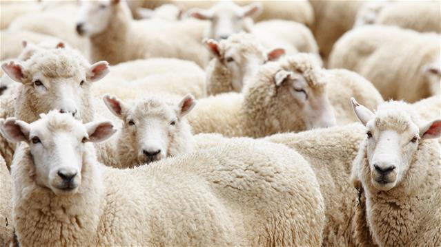 Factors contributing to 2020/21 stock theft case drop unknown | News Article