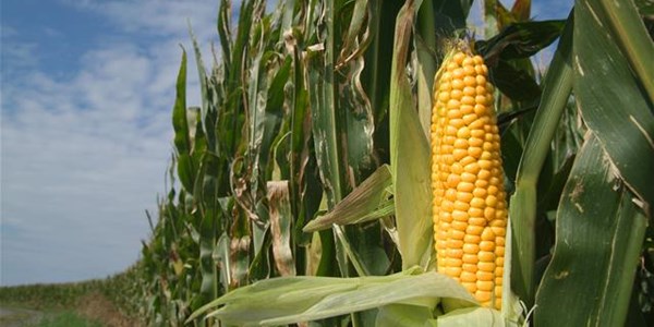 Agri-Uur: Jongste Safex-nuus Agri-Uur: Jongste Safex-nuus | News Article
