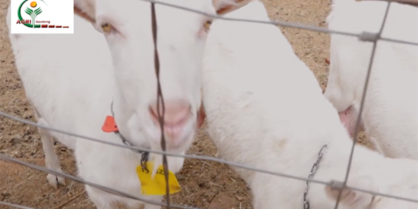 Milk production in Saanen goats - Belnori Boutique Cheesery | News Article