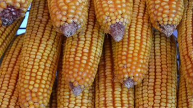 #Agbiz: SA large maize harvest not to lead to a notable price decline soon | News Article
