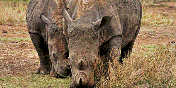 Rhino poachers return after SA eases lockdown restrictions Rhino poachers return after SA eases lockdown restrictions | News Article