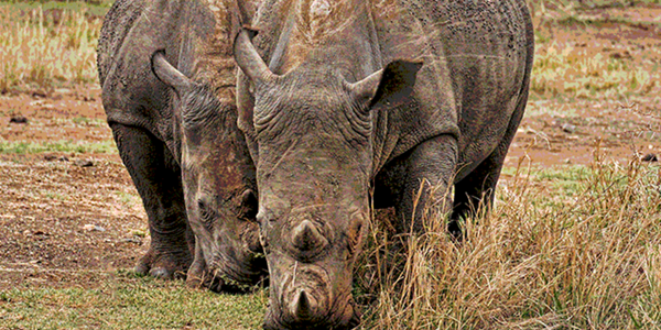 Rhino poachers return after SA eases lockdown restrictions | News Article