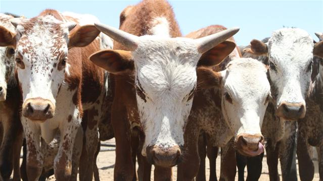 Collaboration needed to open up SA beef to new, more profitable markets | News Article