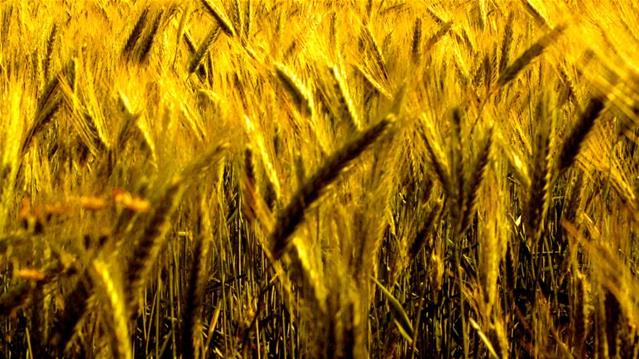 Agri-Uur: Jongste Safex-nuus | News Article